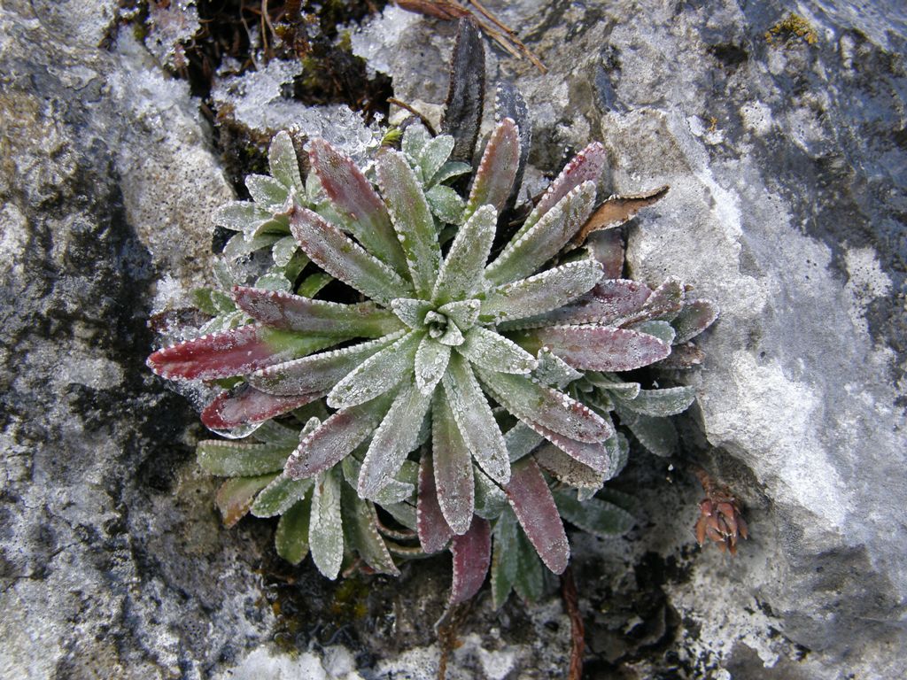 Saxifraga hostii  / Sassifraga di Host